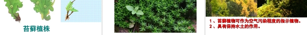 【精品课件二】第一节藻类、苔藓和蕨类植物N
