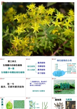 【精品课件二】第一节藻类、苔藓和蕨类植物N