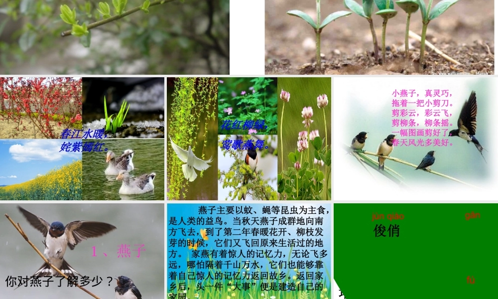 《燕子》课件杜小红