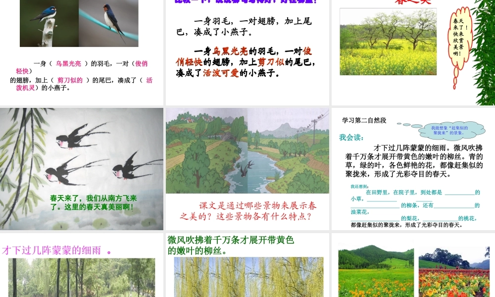 《燕子》课件杜小红