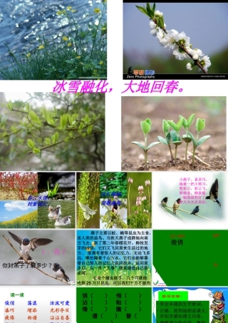 《燕子》课件杜小红