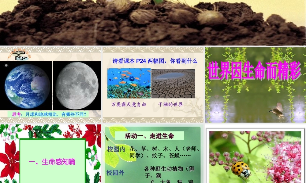 世界因生命而精彩课件