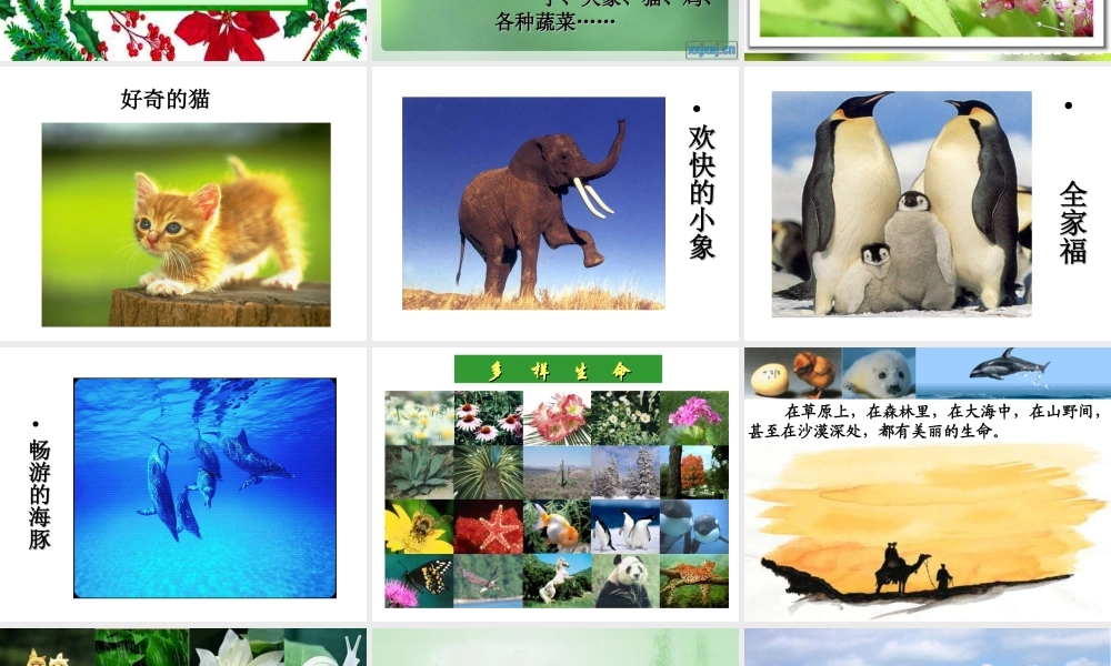 世界因生命而精彩课件