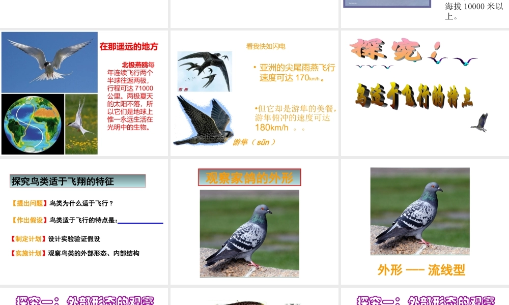 八年级上册第五单元第一章第六节《鸟》