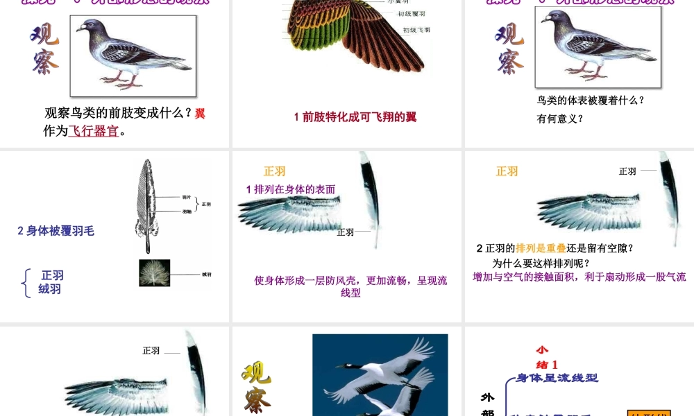 八年级上册第五单元第一章第六节《鸟》