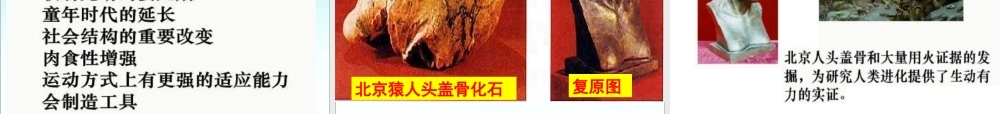 《人类的起源和发展》参考课件