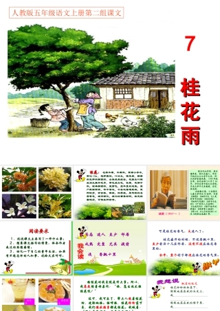 桂花雨PPT课件