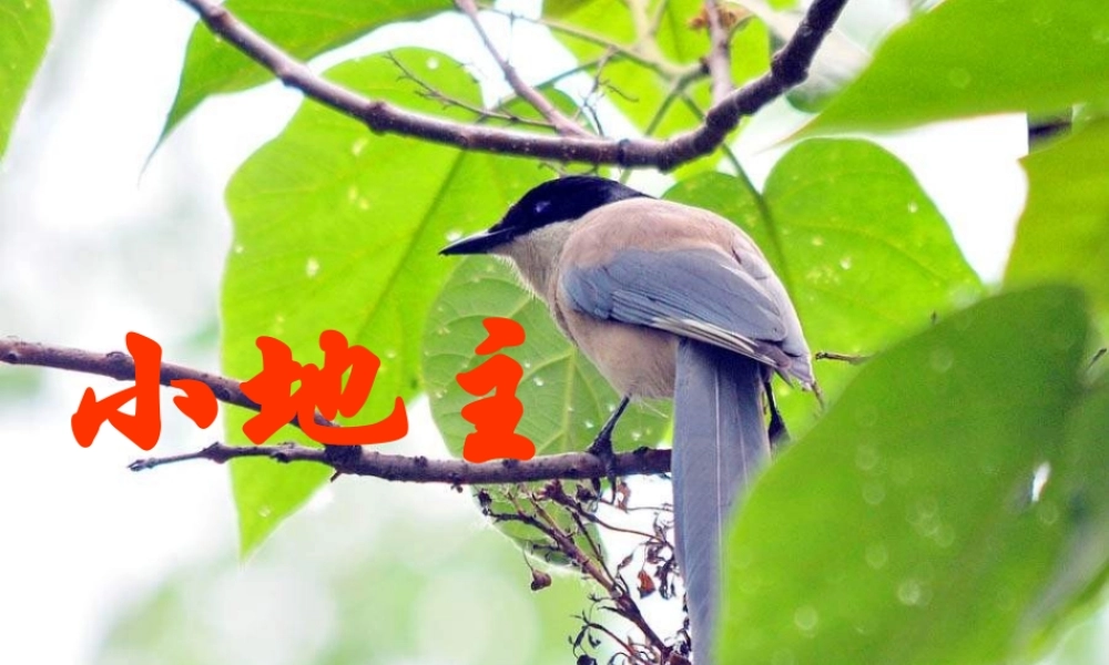 《小地主》课件