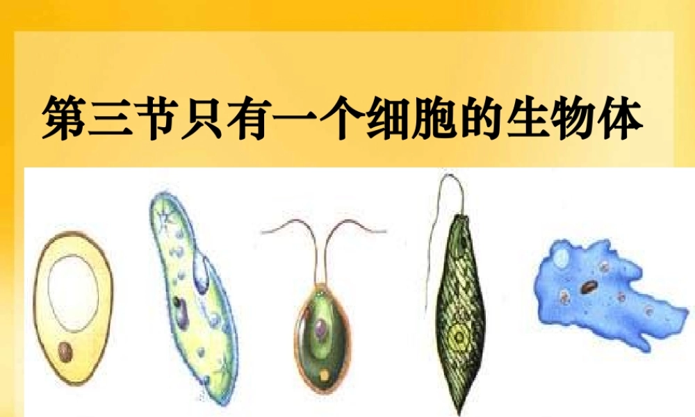 人教版生物七上第三节《只有一个细胞的生物体》课件