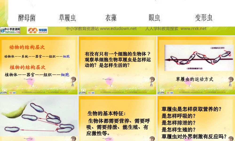 人教版生物七上第三节《只有一个细胞的生物体》课件