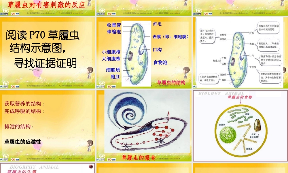 人教版生物七上第三节《只有一个细胞的生物体》课件