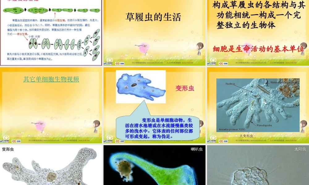 人教版生物七上第三节《只有一个细胞的生物体》课件