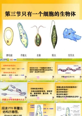 人教版生物七上第三节《只有一个细胞的生物体》课件