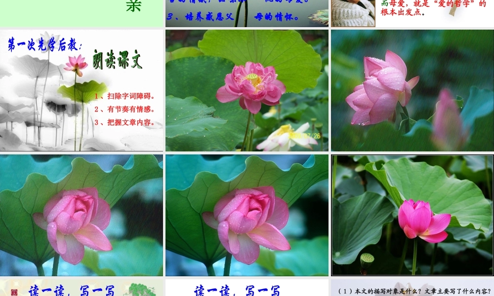 冰心荷叶母亲课件