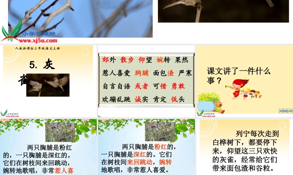 人教版三年级语文上册《灰雀》PPT课件