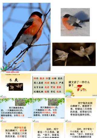 人教版三年级语文上册《灰雀》PPT课件