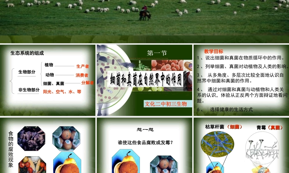 细菌和真菌在自然界中的作用课件