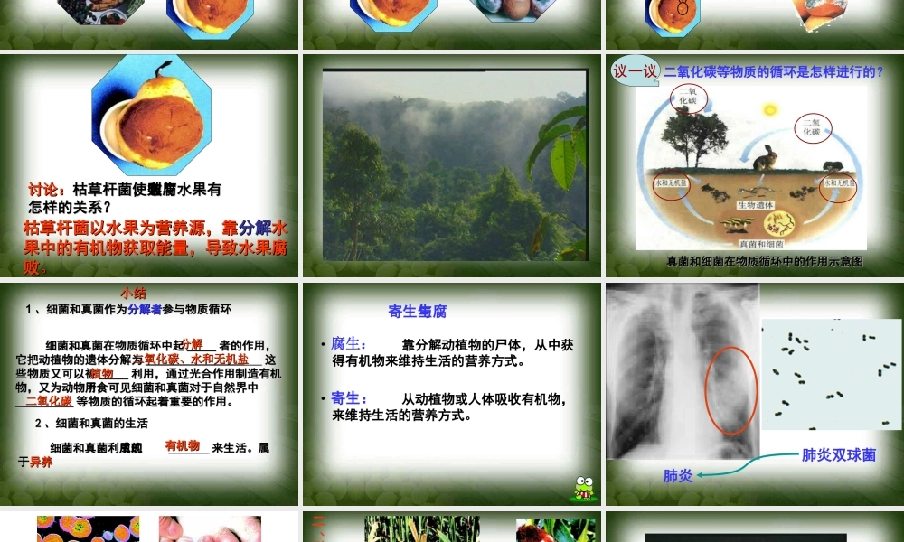 细菌和真菌在自然界中的作用课件