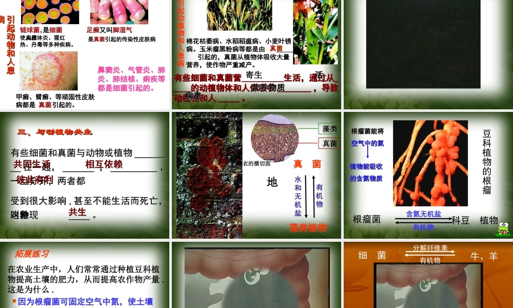 细菌和真菌在自然界中的作用课件