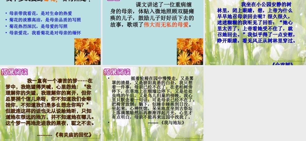 秋天的怀念课件