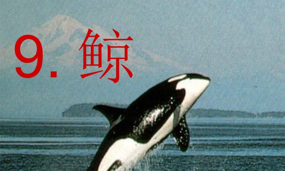 《鲸》公开课