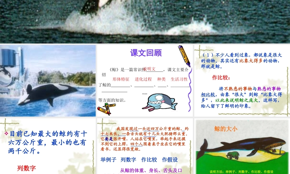 《鲸》公开课