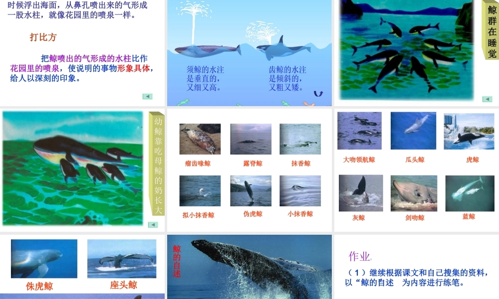 《鲸》公开课