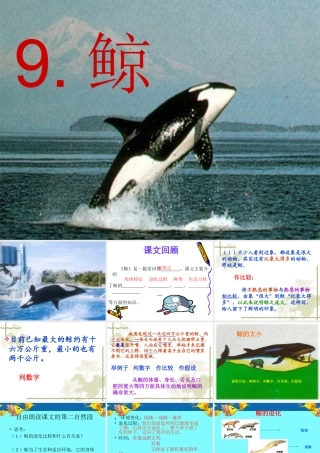 《鲸》公开课