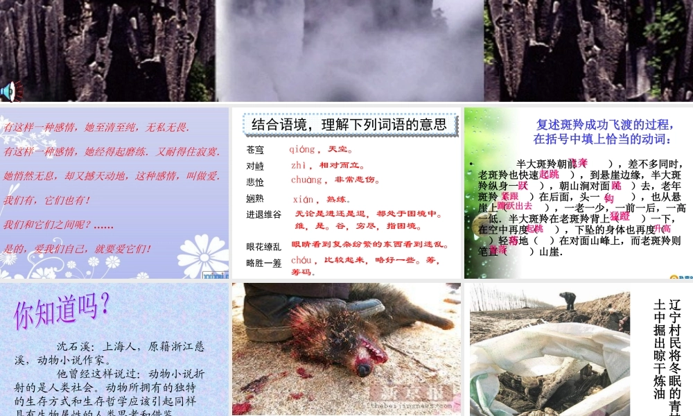 公开课斑羚飞渡