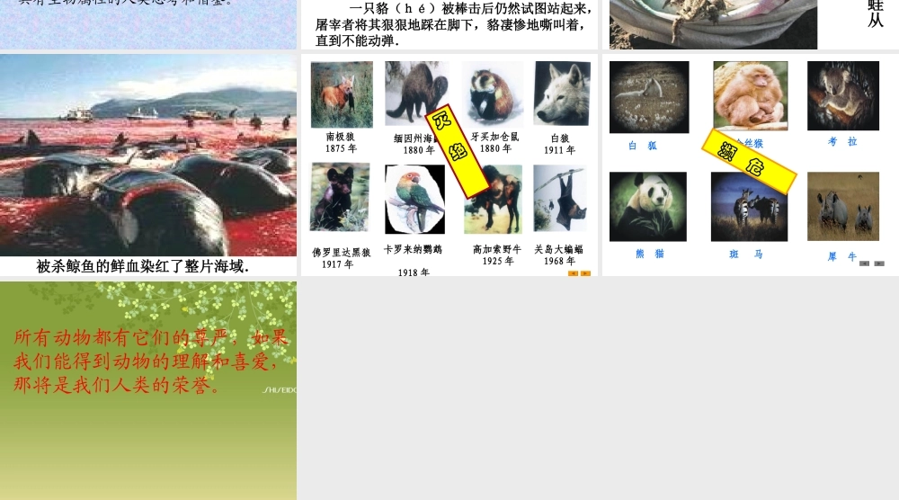 公开课斑羚飞渡