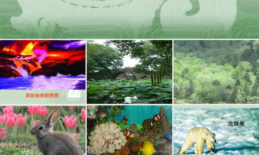 生物进化的原因