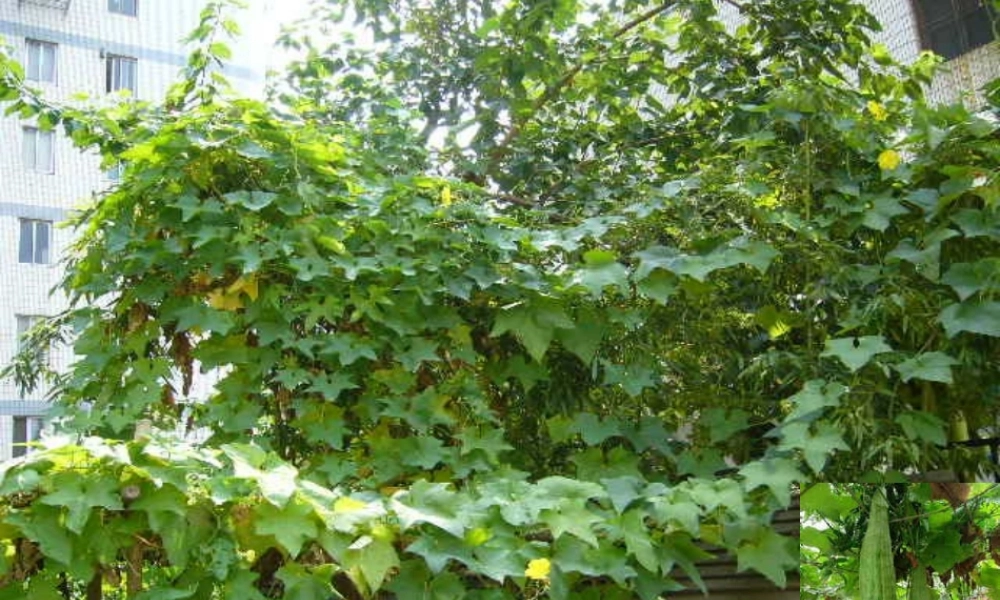 （精品）爬山虎的脚