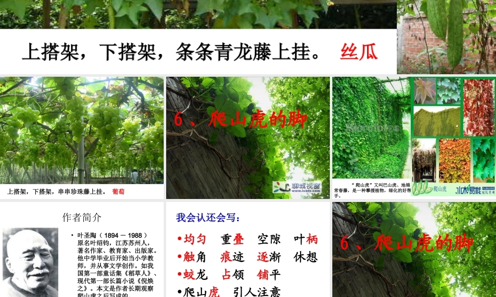 （精品）爬山虎的脚