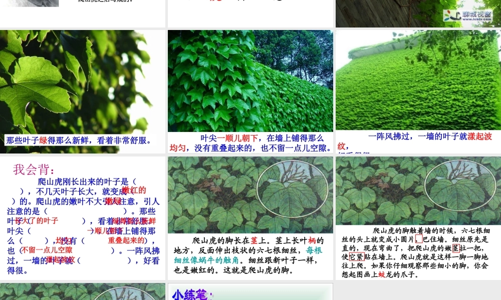 （精品）爬山虎的脚