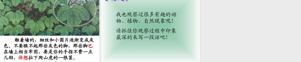 （精品）爬山虎的脚