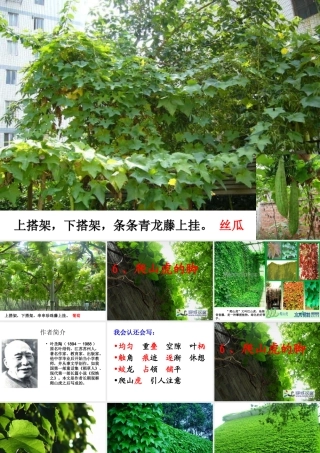 （精品）爬山虎的脚