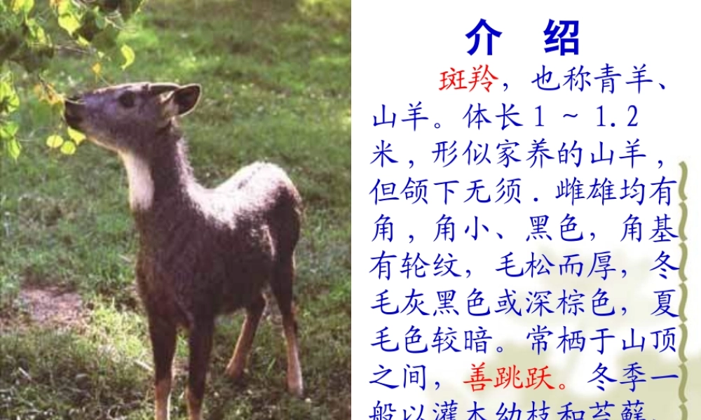 斑羚飞渡PPT课件