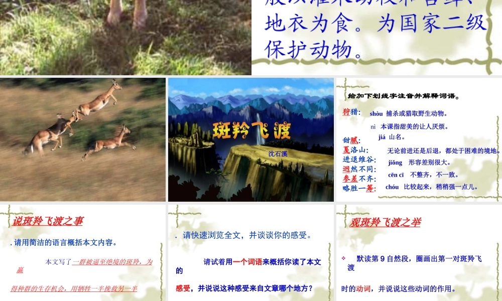 斑羚飞渡PPT课件