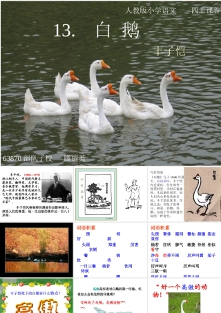《白鹅》教学课件__滕