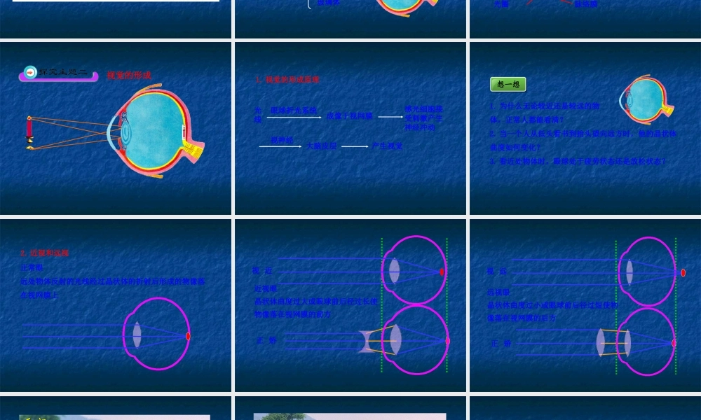 《感受器和感觉器官》课件