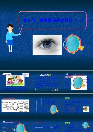 《感受器和感觉器官》课件