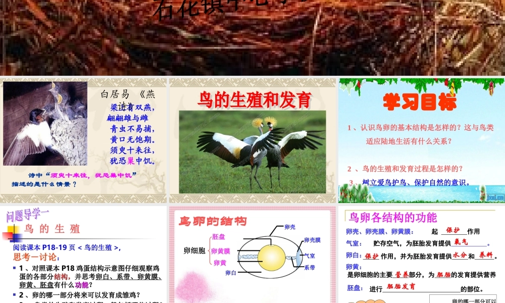 （精品）鸟的生殖和发育