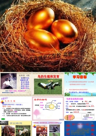 （精品）鸟的生殖和发育
