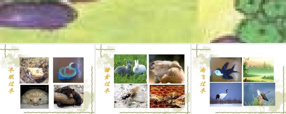 小动物怎么过冬