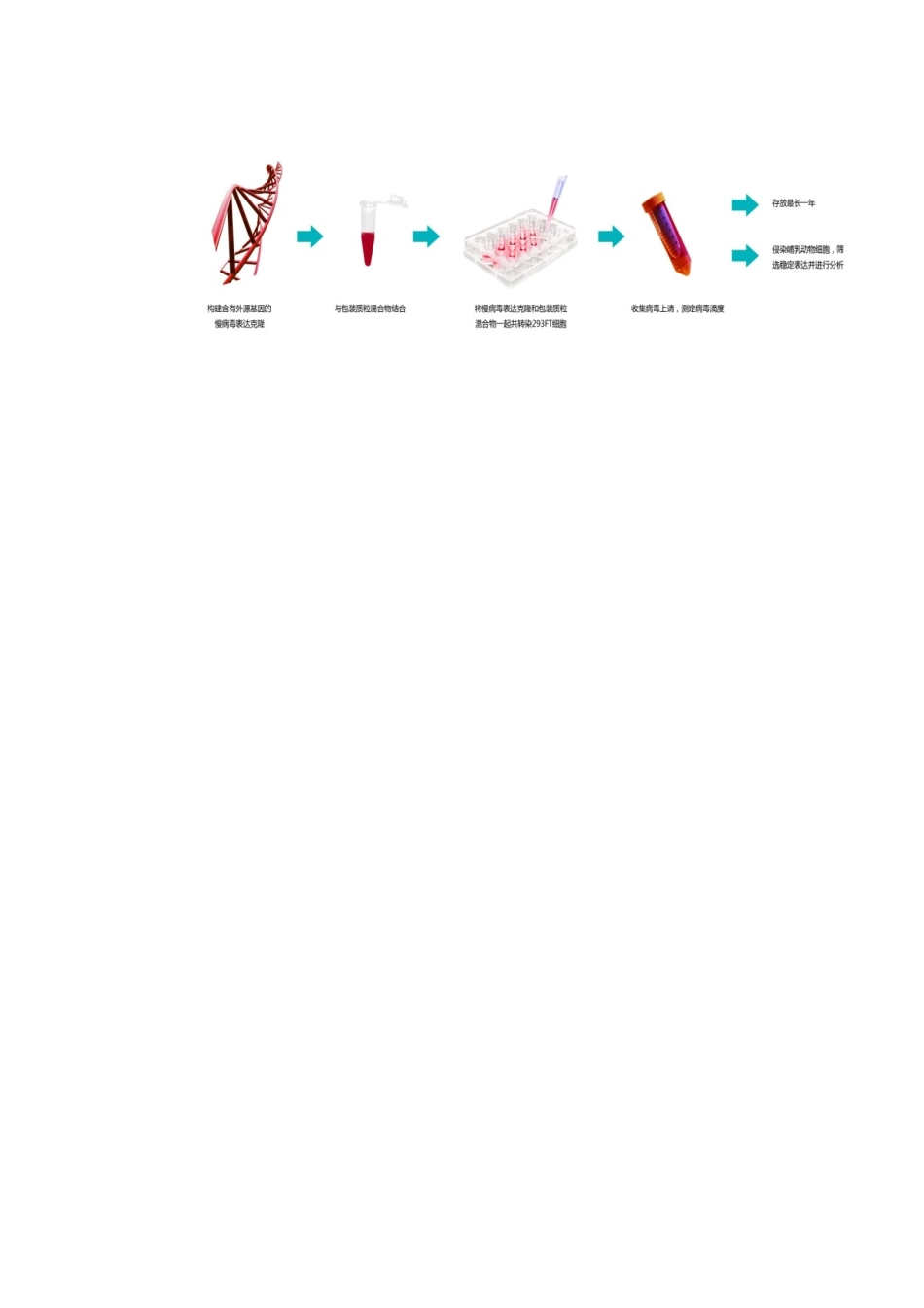 病毒包装相关资料doc-siRNA化学合成_第3页