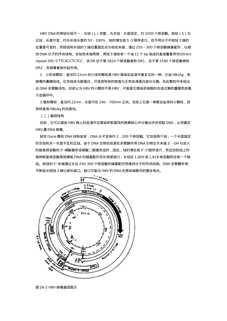 乙型肝炎病毒性状_第2页