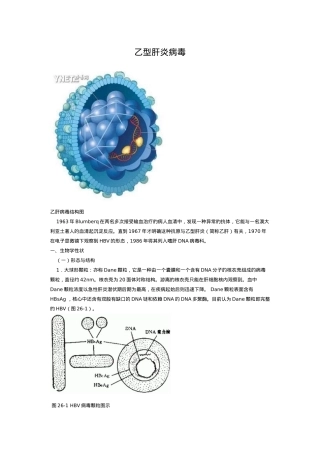 乙型肝炎病毒性状