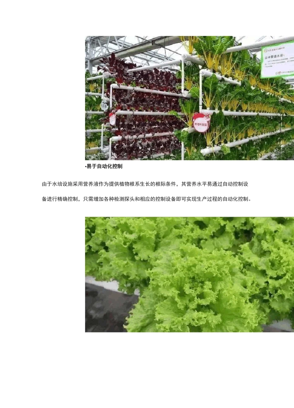 水培蔬菜水培技术_第3页