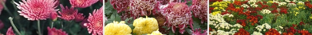 《看菊花》00陈雯