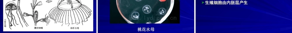 第四章腔肠动物门